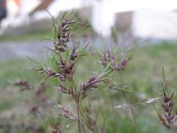 Poa bulbosa 8, Knolbeemdgras, Saxifraga-Rutger Barends