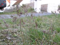 Poa bulbosa 9, Knolbeemdgras, Saxifraga-Rutger Barends