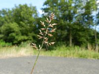 Poa compressa 3, Plat beemdgras, Saxifraga-Rutger Barendse