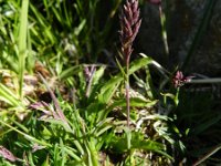 Poa minor 2, Saxifraga-Rutger Barendse