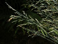 Poa nemoralis var glauca 2, Saxifraga-Rutger Barendse