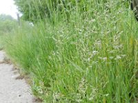 Poa pratensis ssp latifolia 10, Saxifraga-Rutger Barendse