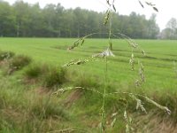 Poa pratensis ssp pratensis 13, Saxifraga-Rutger Barendse