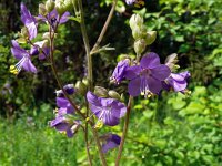 Polemonium caeruleum 10, Jacobsladder, Saxifraga-Hans Grotenhuis