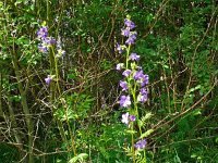 Polemonium caeruleum 13, Jacobsladder, Saxifraga-Hans Grotenhuis