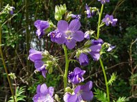 Polemonium caeruleum 14, Jacobsladder, Saxifraga-Hans Grotenhuis