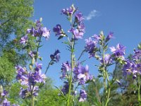 Polemonium caeruleum 7, Jacobsladder, Saxifraga-National Botanical Garden of Latvia