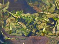 Polemonium caeruleum 9, Jacobsladder, Saxifraga-Hans Grotenhuis