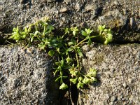 Polycarpon tetraphyllum 15, Kransmuur, Saxifraga-Rutger Barendse