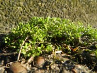 Polycarpon tetraphyllum 16, Kransmuur, Saxifraga-Rutger Barendse