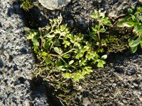 Polycarpon tetraphyllum 17, Kransmuur, Saxifraga-Rutger Barendse