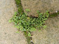 Polycarpon tetraphyllum 18, Kransmuur, Saxifraga-Rutger Barendse