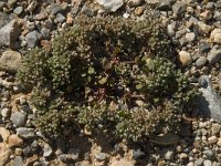 Polycarpon tetraphyllum 2, Kransmuur, Saxifraga-Willem van Kruijsbergen