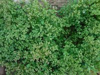 Polycarpon tetraphyllum 7, Kransmuur, Saxifraga-Ed Stikvoort