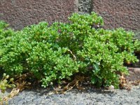 Polycarpon tetraphyllum 9, Kransmuur, Saxifraga-Ed Stikvoort