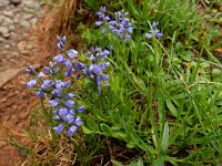 Polygala alpestris 3, Saxifraga-Ed Stikvoort