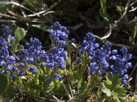 Polygala alpestris 5, Saxifraga-Willem van Kruijsbergen