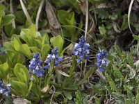 Polygala alpestris 6, Saxifraga-Willem van Kruijsbergen