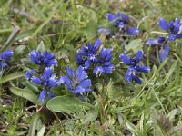 Polygala alpina 3, Saxifraga-Willem van Kruijsbergen