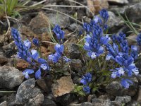 Polygala calcarea 11, Saxifraga-Willem van Kruijsbergen