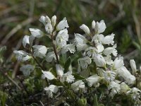 Polygala calcarea 12, Saxifraga-Willem van Kruijsbergen