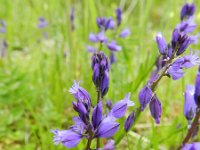 Polygala calcarea 15, Saxifraga-Rutger Barendse