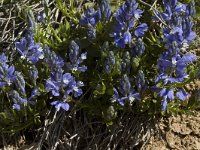 Polygala calcarea 3, Saxifraga-Marijke Verhagen