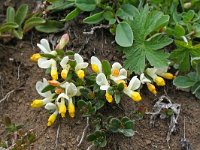 Polygala chamaebuxus 10, Saxifraga-Jeroen Willemsen