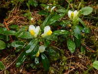 Polygala chamaebuxus 12, Saxifraga-Ed Stikvoort