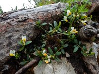 Polygala chamaebuxus 13, Saxifraga-Ed Stikvoort