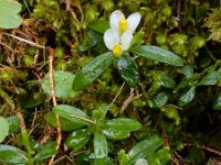 Polygala chamaebuxus 14, Saxifraga-Ed Stikvoort