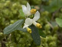 Polygala chamaebuxus 15, Saxifraga-Willem van Kruijsbergen