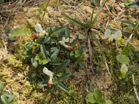 Polygala chamaebuxus 16, Saxifraga-Willem van Kruijsbergen