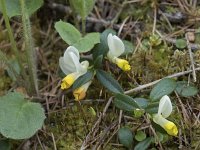 Polygala chamaebuxus 17, Saxifraga-Willem van Kruijsbergen