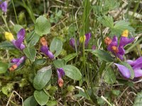 Polygala chamaebuxus 18, Saxifraga-Willem van Kruijsbergen