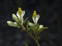 Polygala chamaebuxus 2, Saxifraga-Marijke Verhagen