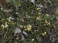 Polygala chamaebuxus 24, Saxifraga-Willem van Kruijsbergen