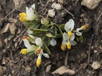 Polygala chamaebuxus 25, Saxifraga-Willem van Kruijsbergen