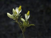 Polygala chamaebuxus 3, Saxifraga-Marijke Verhagen