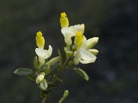 Polygala chamaebuxus 4, Saxifraga-Marijke Verhagen