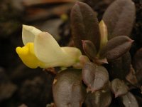 Polygala chamaebuxus 7, Saxifraga-Jan van der Straaten