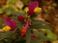 Polygala chamaebuxus 8, Saxifraga-Willem van Kruijsbergen