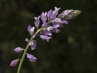 Polygala comosa 2, Kuifvleugeltjesbloem, Saxifraga-Marijke Verhagen