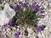 Polygala comosa 3, Kuifvleugeltjesbloem, Saxifraga-Jasenka Topic