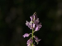 Polygala comosa 4, Kuifvleugeltjesbloem, Saxifraga-Jan van der Straaten