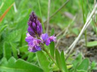 Polygala comosa 5, Kuifvleugeltjesbloem Saxifraga-Ed Stikvoort