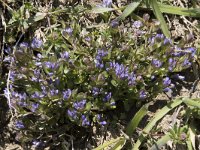 Polygala edmundii