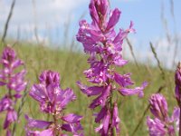 Polygala major 3, Saxifraga-Jan Willem Jongepier