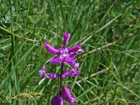 Polygala major 4, Saxifraga-Jeroen Willemsen