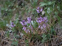 Polygala major 5, Saxifraga-Dirk Hilbers